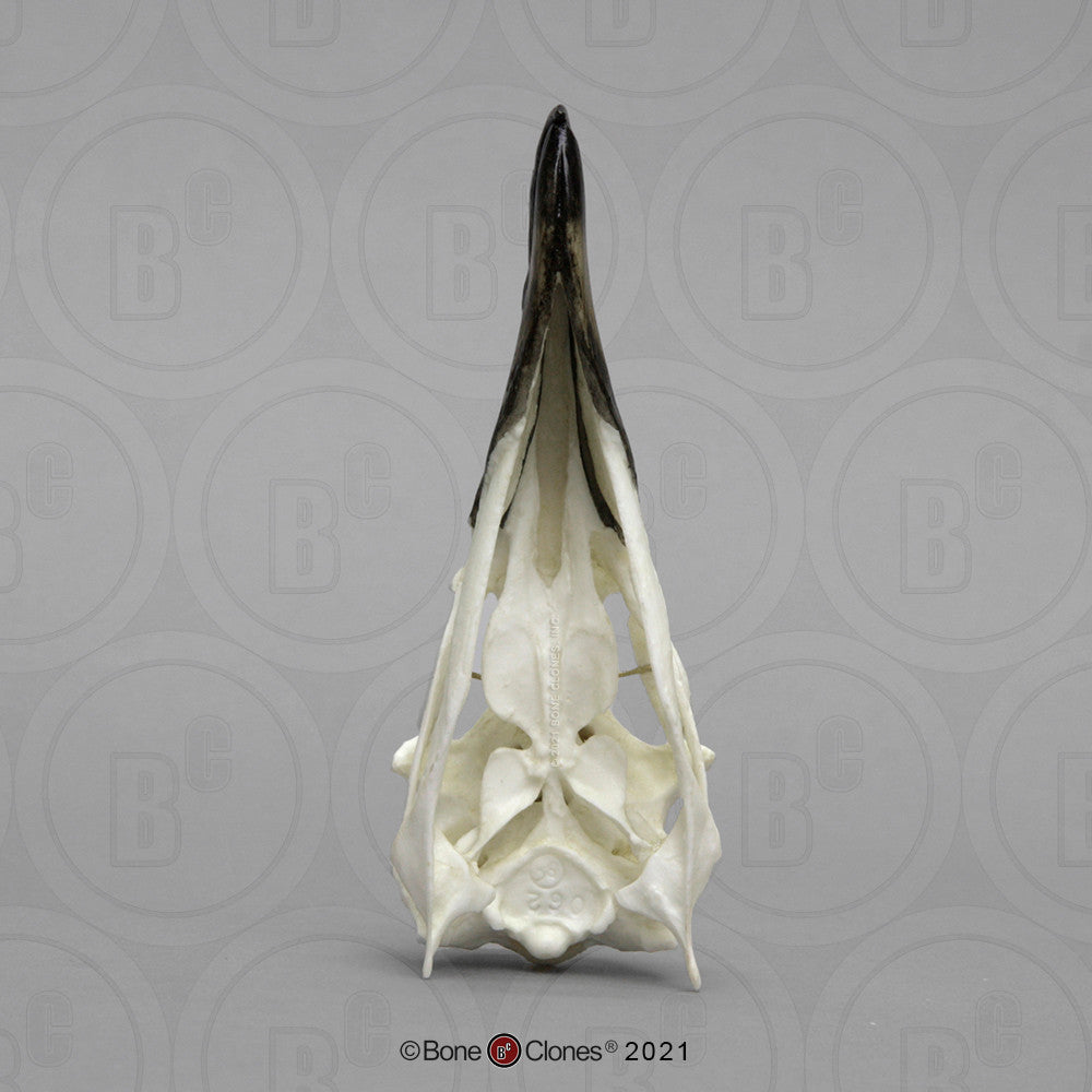 Inferior View of the Penguin Skull Model