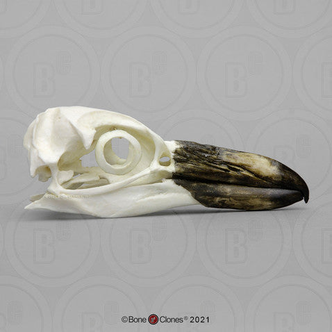 Penguin Skull Model