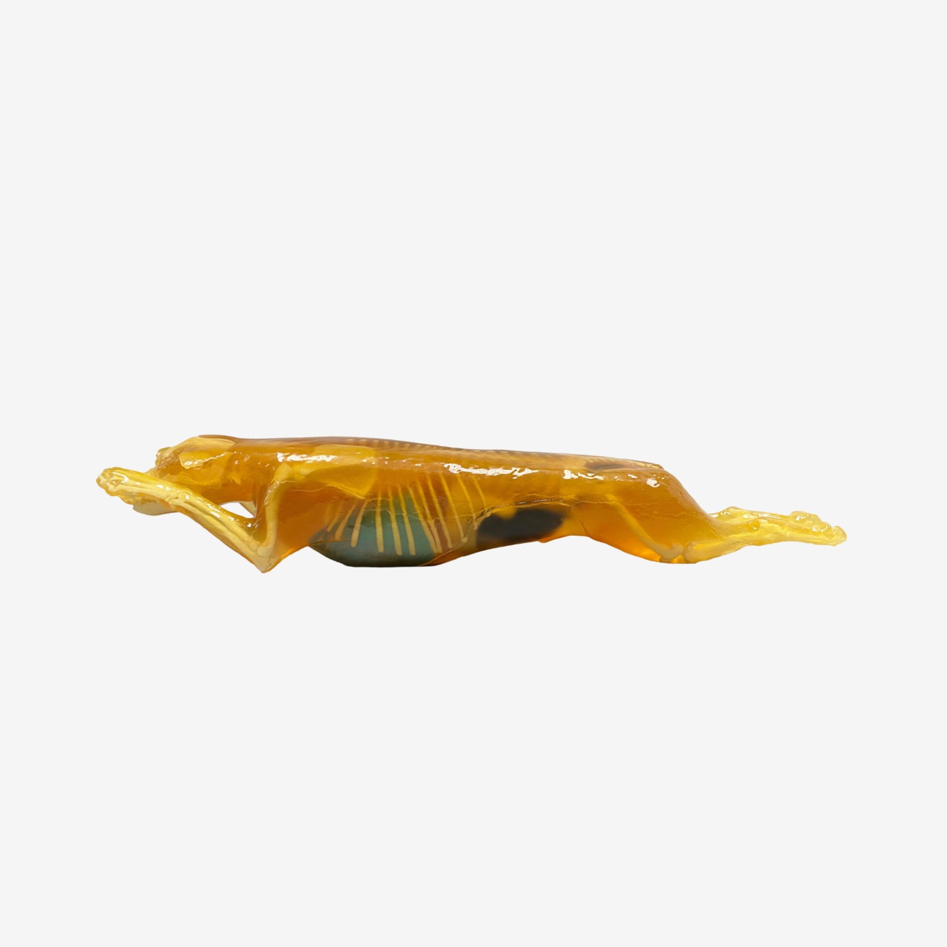 Canine Torso Phantom for Ultrasound