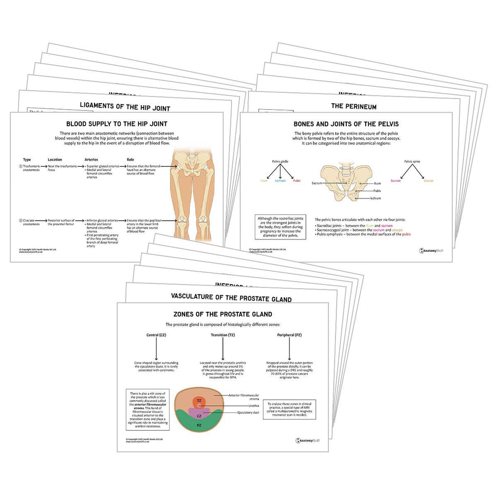 Pelvis & Perineum Anatomy Revision Pack (Interactive & Printable PDFs)
