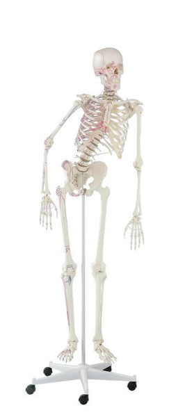 Peter Skeleton Model with Flexible Spine and Muscle Markings