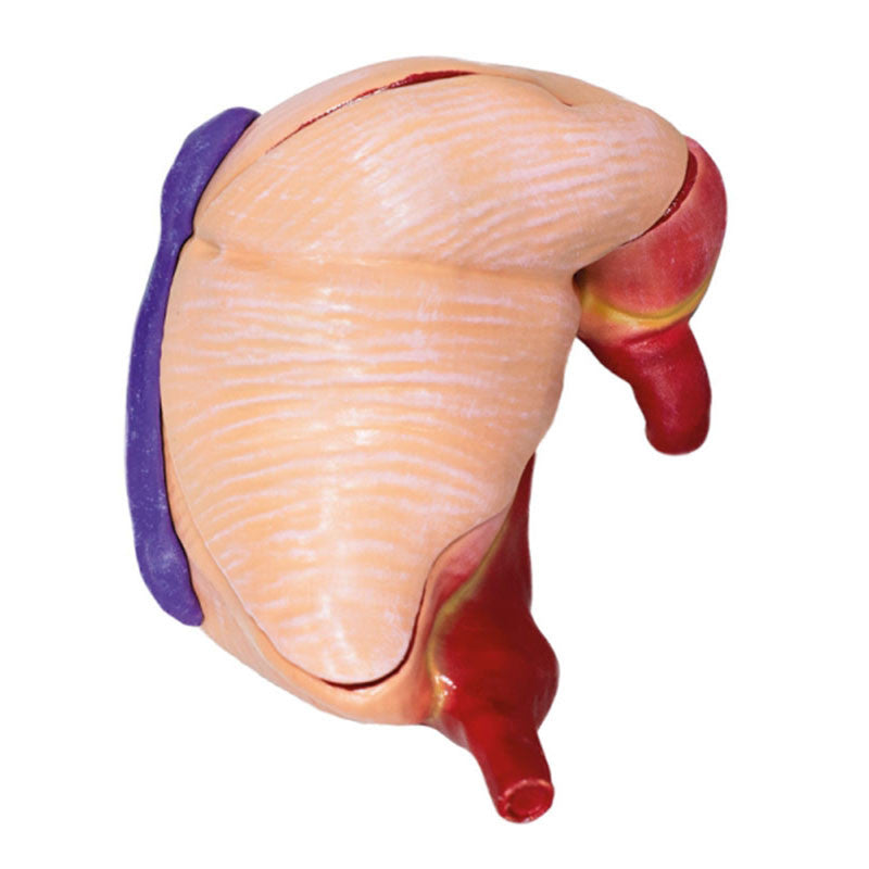 Pig Model (20 parts, 1/2 life size)