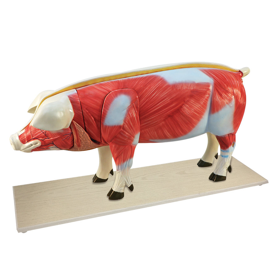 Pig Model (16 part)
