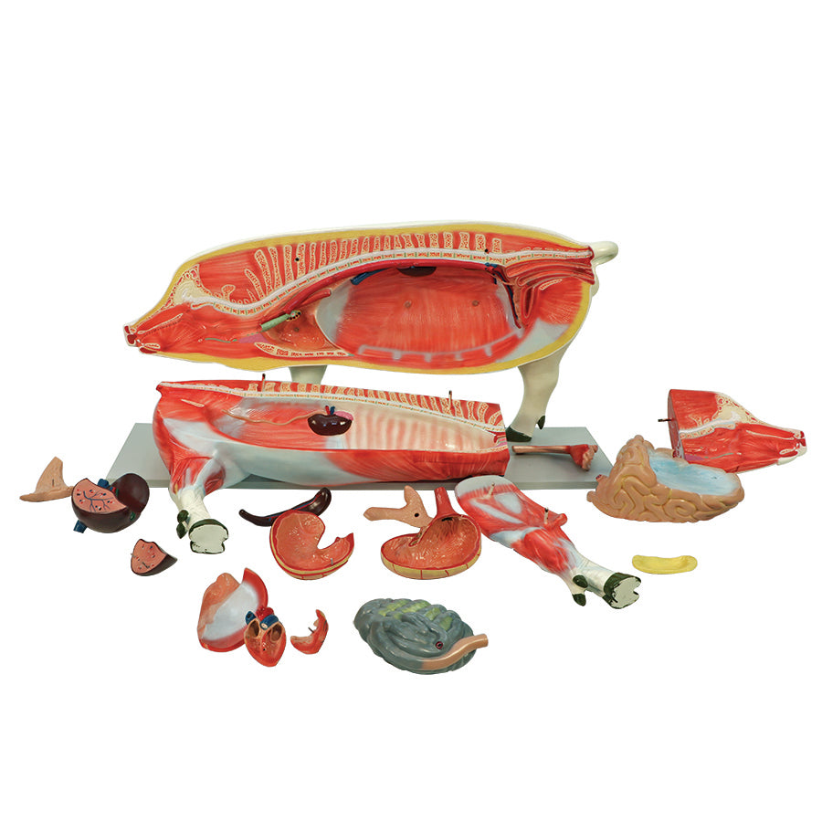 Pig Model (16 part)