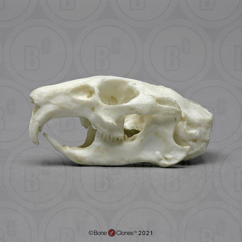 Bone Clones Small Mammal Skulls