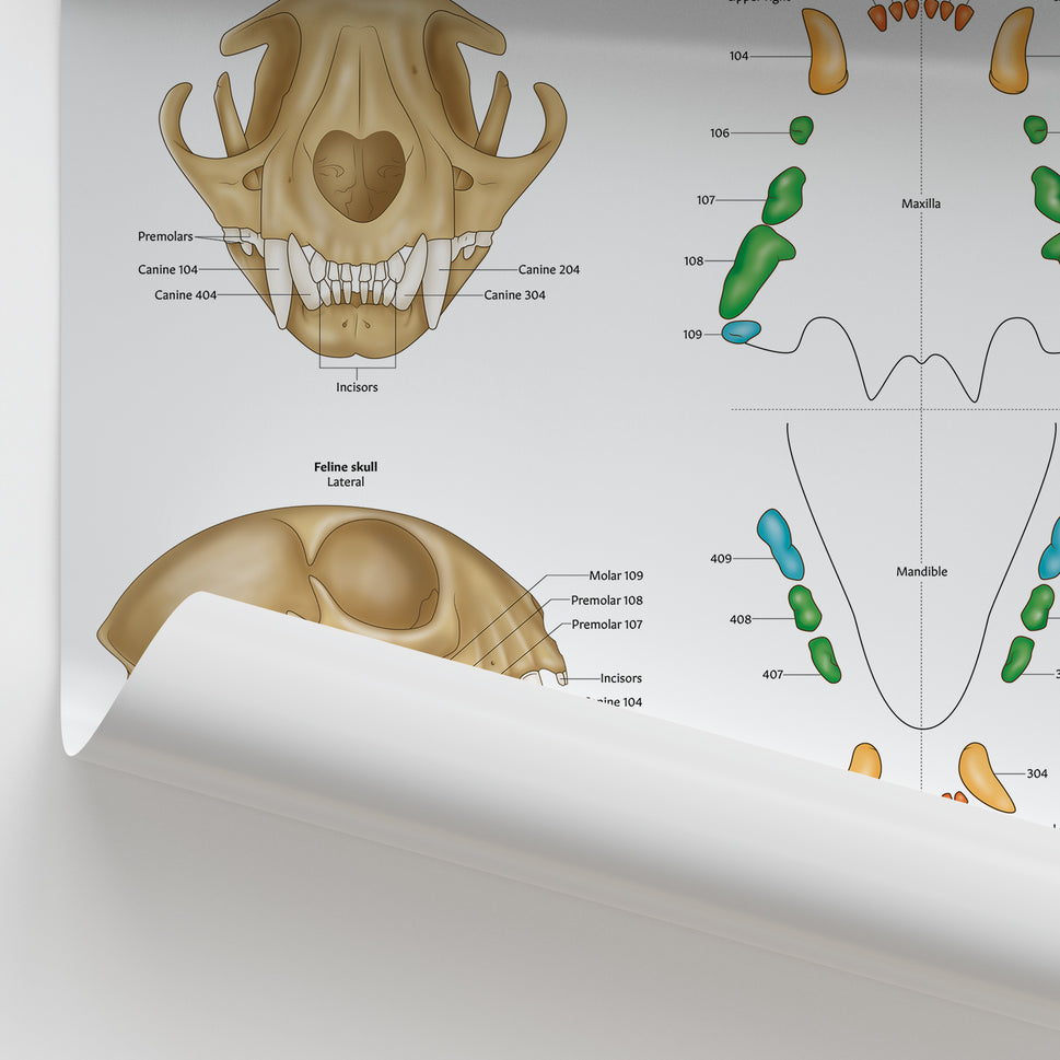 Feline Dental Map Chart / Poster