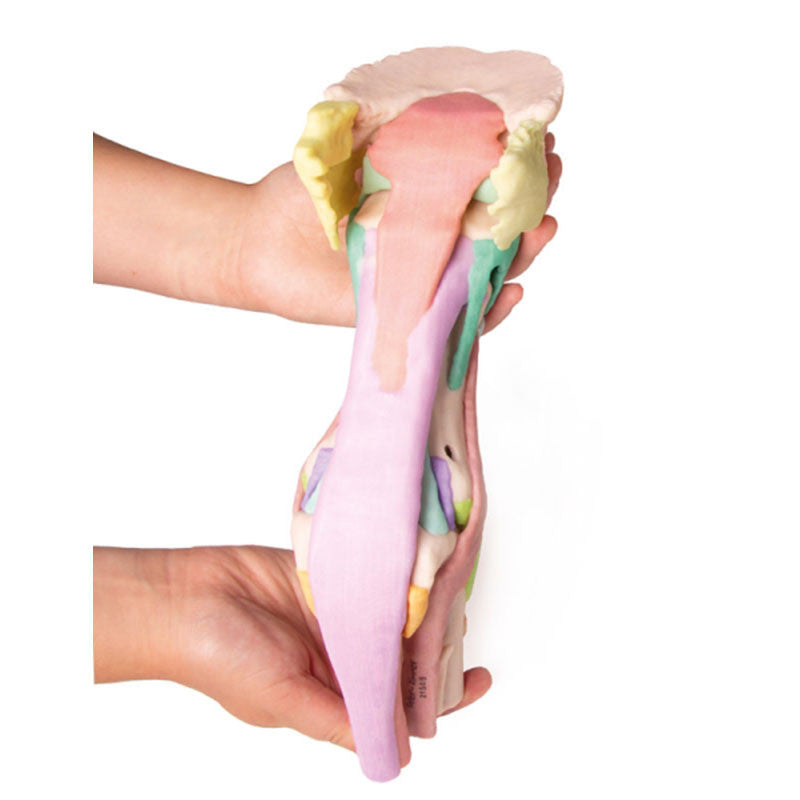 Equine Hoof 3D Printed Model - Model 1