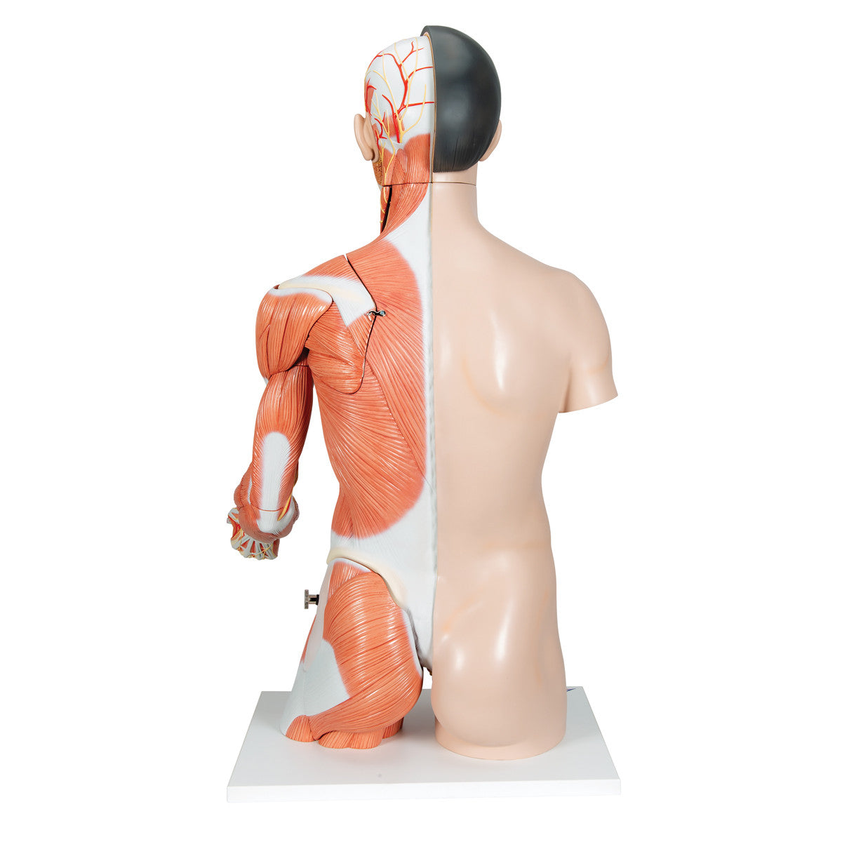 Deluxe Lifesize Asian Dual-Sex Torso Model (33 Part)