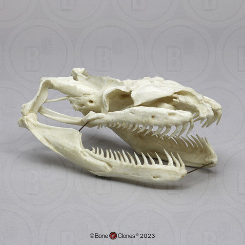 Bone Clones Reptile and Amphibian Skulls