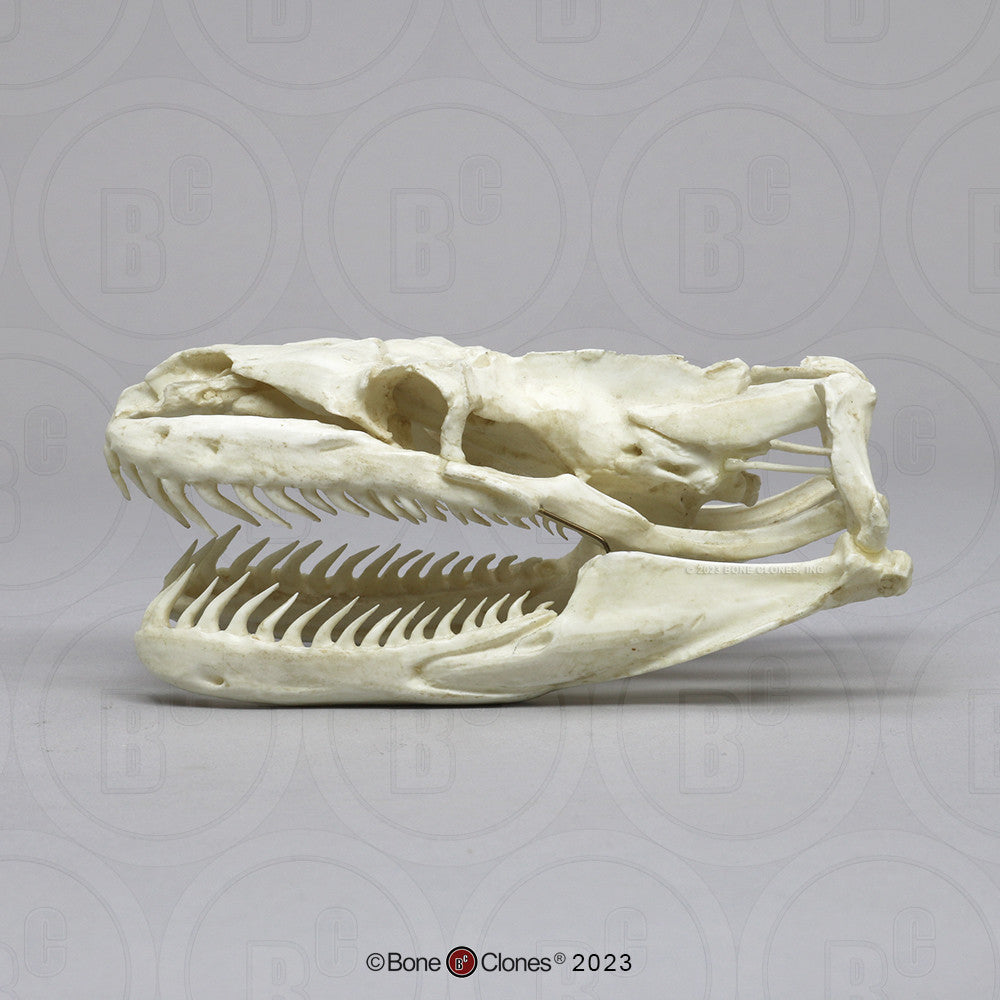 Lateral View of the Python Skull Model