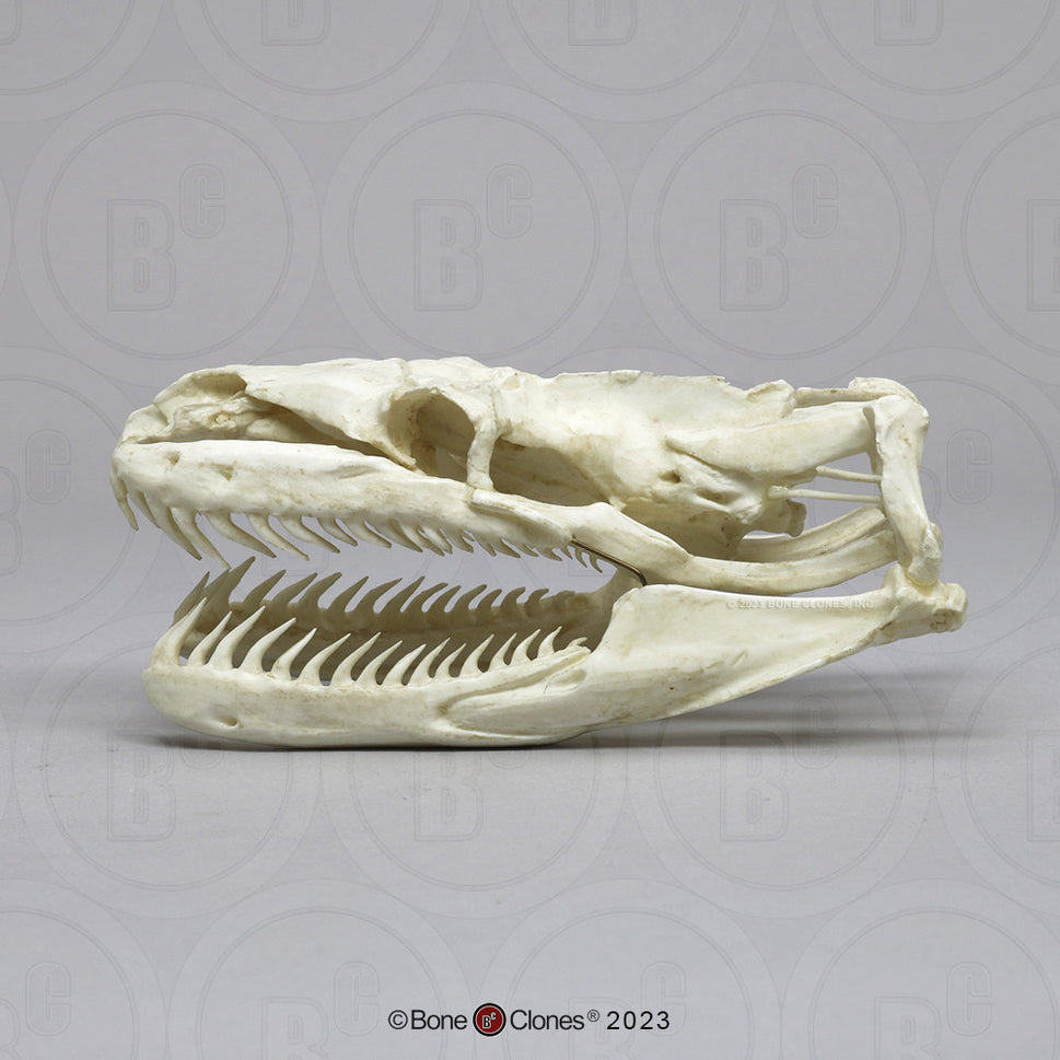Bone Clones Reptile and Amphibian Skulls