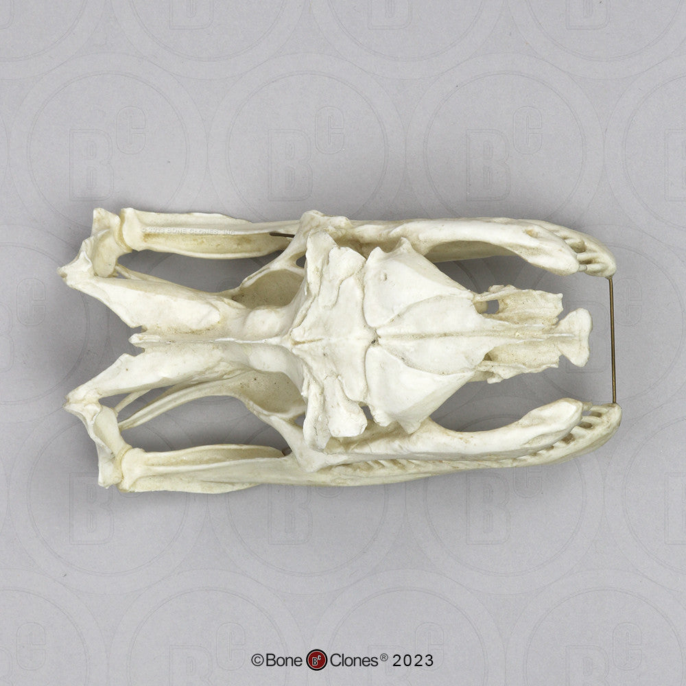 Bone Clones Reptile and Amphibian Skulls