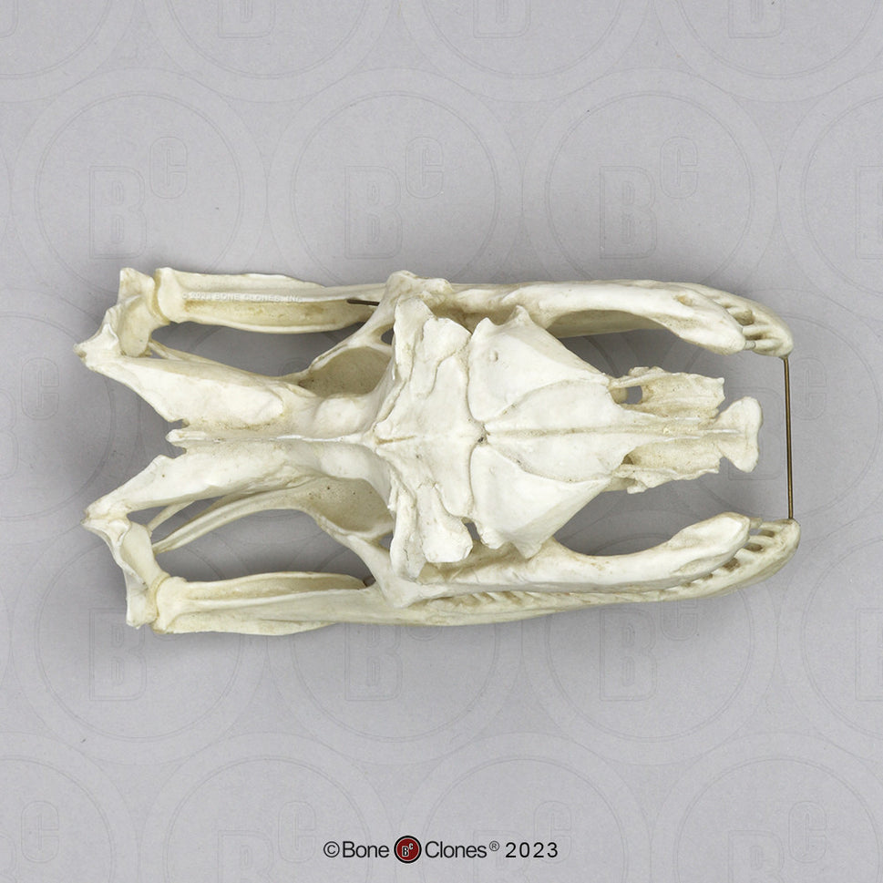 Bone Clones Reptile and Amphibian Skulls
