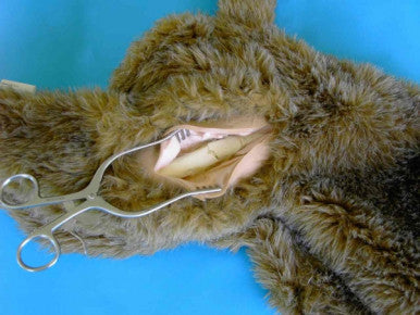 "Critical Care Jerry" Canine Breath/Heart Sound Simulator