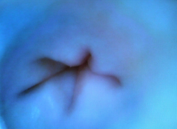 "Michael Angelo (Mikey) K9" Canine Endoscopy Simulator