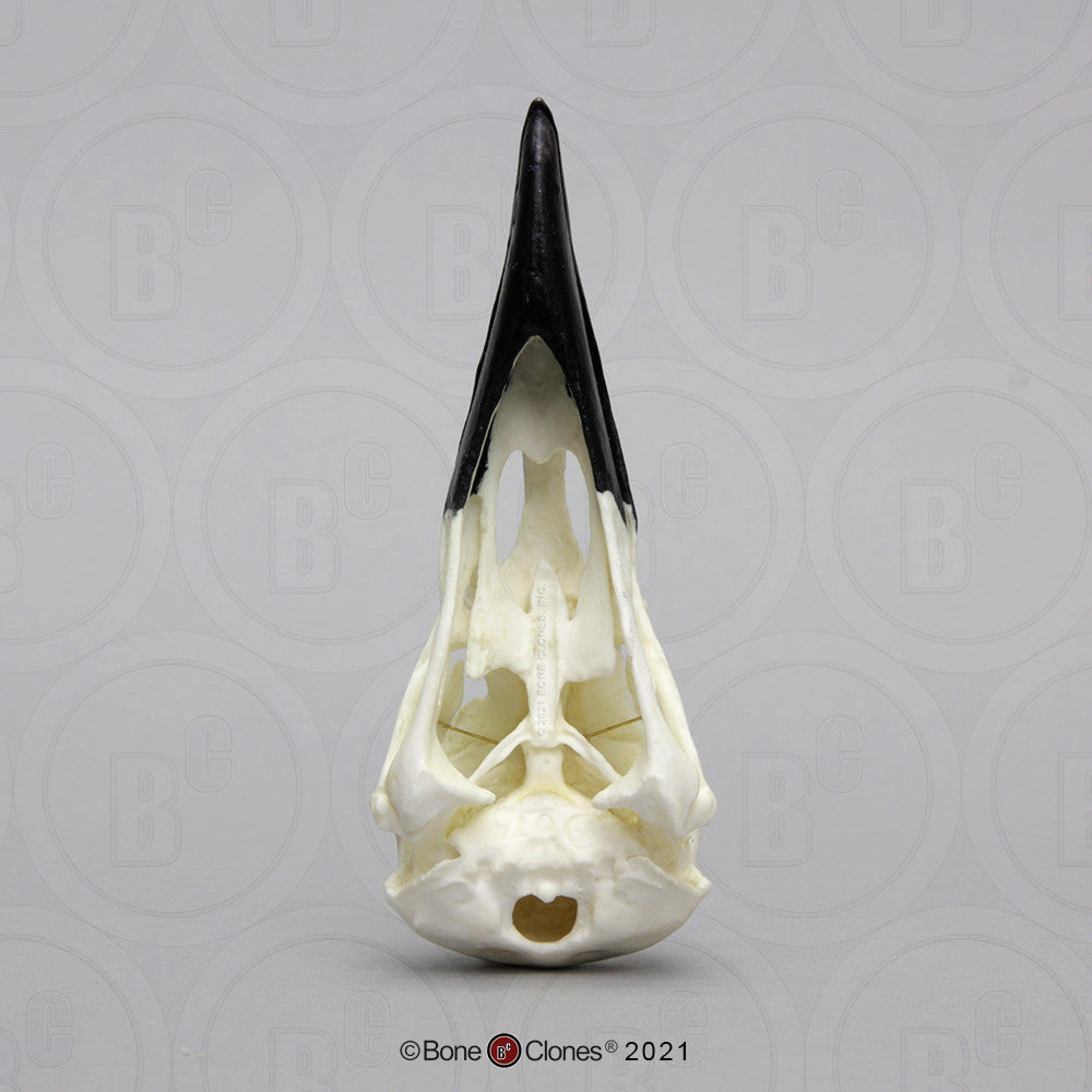 Inferior View of the Raven Skull Model