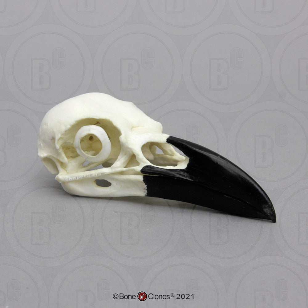Raven Skull Model