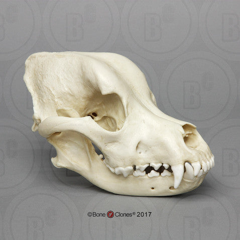 Bone Clones Canine Skulls