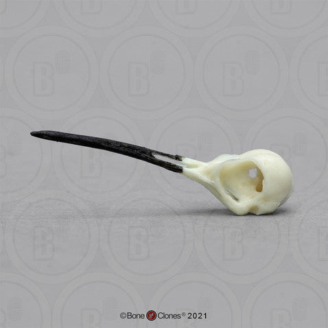 Ruby-throated Hummingbird Skull Model