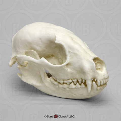 Bone Clones Small Mammal Skulls
