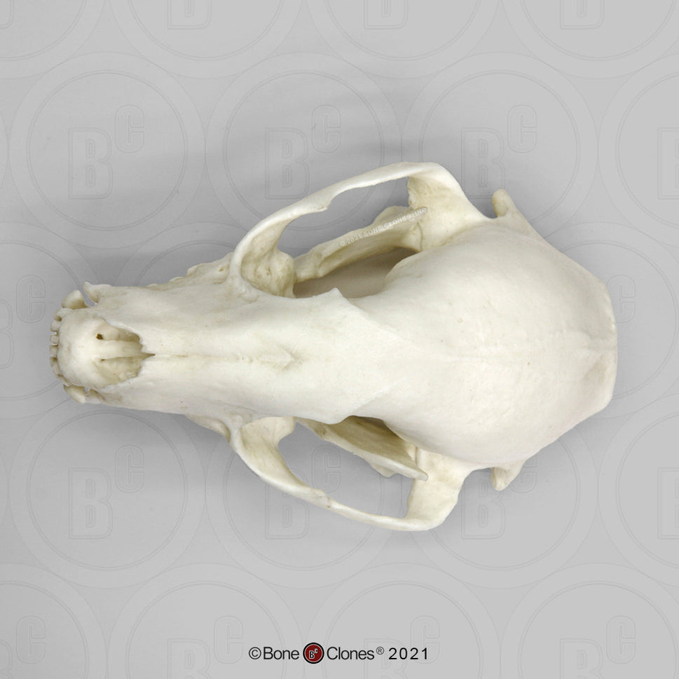 Bone Clones Small Mammal Skulls