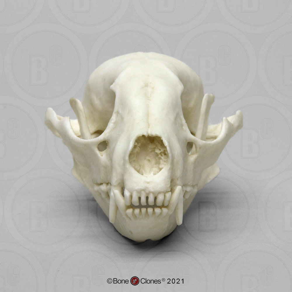Bone Clones Small Mammal Skulls