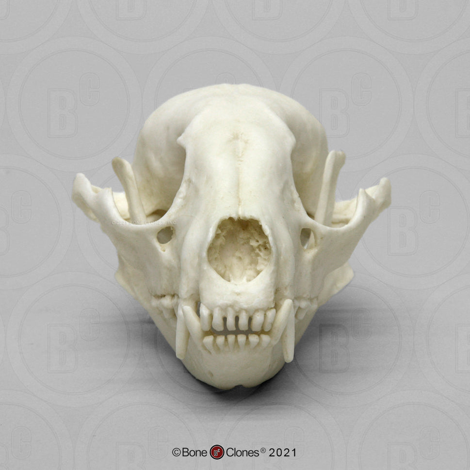 Bone Clones Small Mammal Skulls