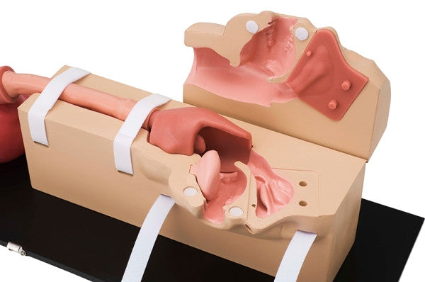 Realistic Model of the Upper Gastrointestinal Tract