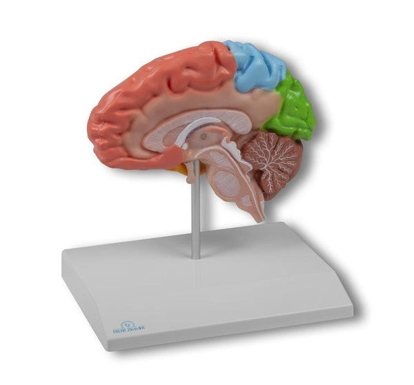 Regional Half Brain Model