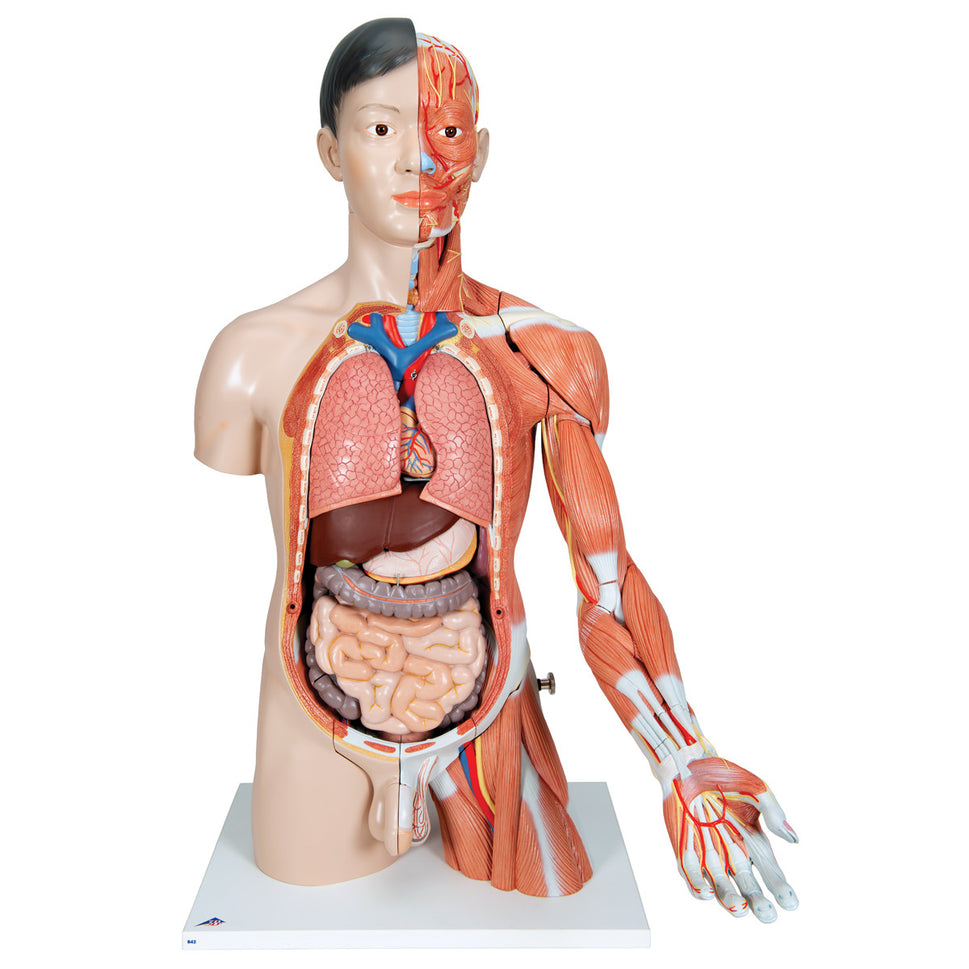 Deluxe Lifesize Asian Dual-Sex Torso Model (33 Part)