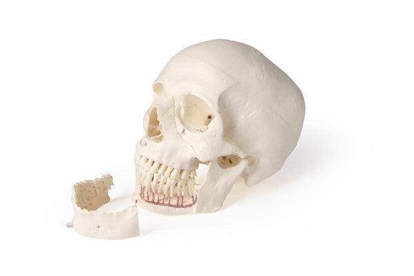 Skull Model for Dentistry and Oral Surgery Training (5 Parts)