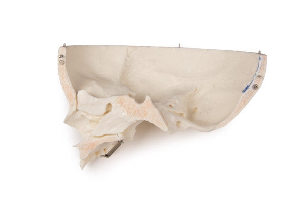 Child Demonstration Skull Model (14 Part)