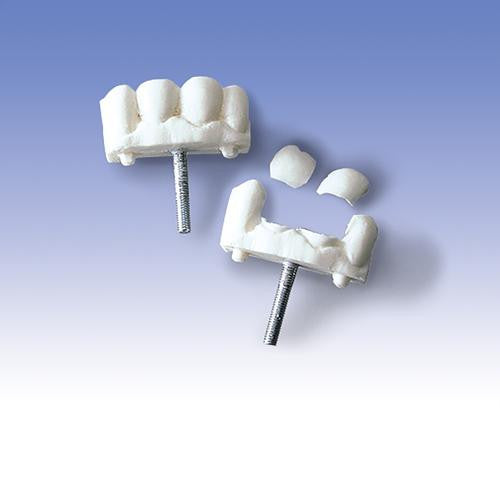 Replacement Teeth for Airway Management Trainer (1005396)