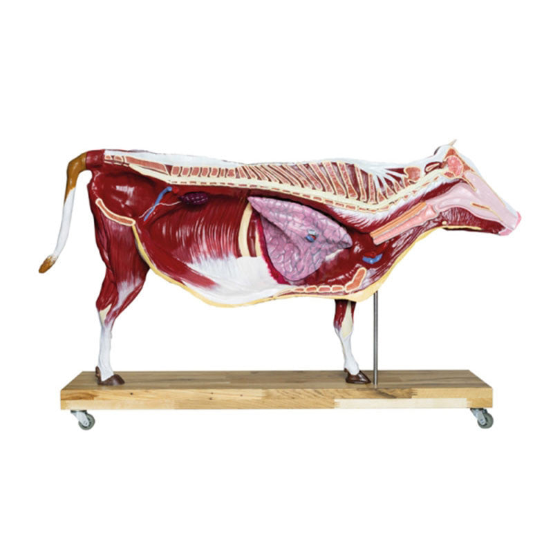 Bovine Model (15 parts, 1/3 life size)