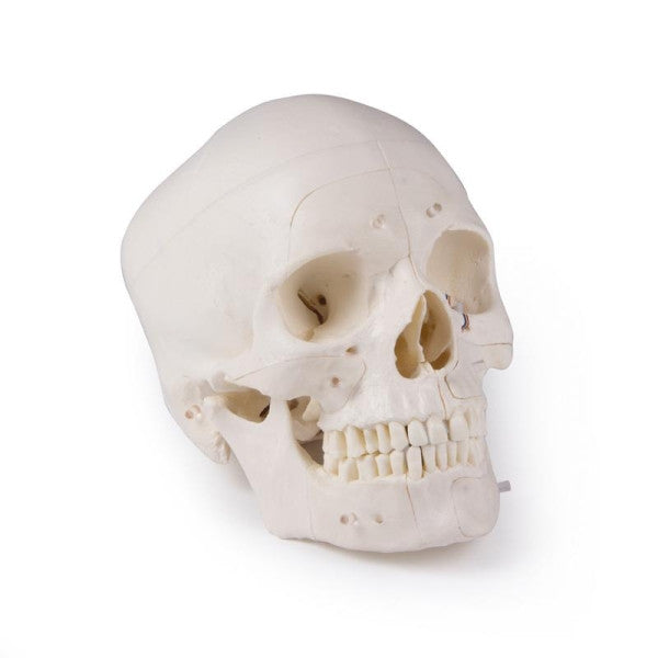 Magnetic Demonstration Skull Model (14 Part)
