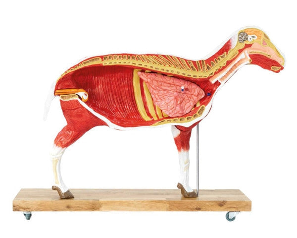 Sheep Model With Removeable Organs - Right Lateral View