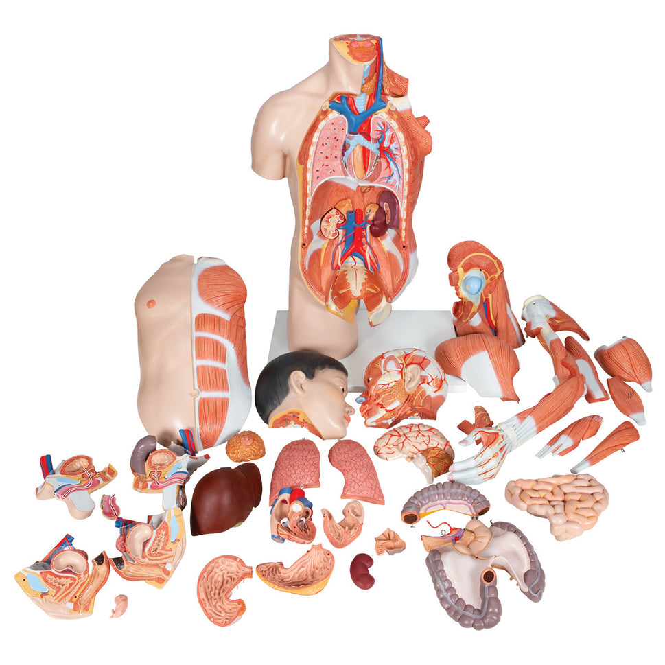 Deluxe Lifesize Asian Dual-Sex Torso Model (33 Part)