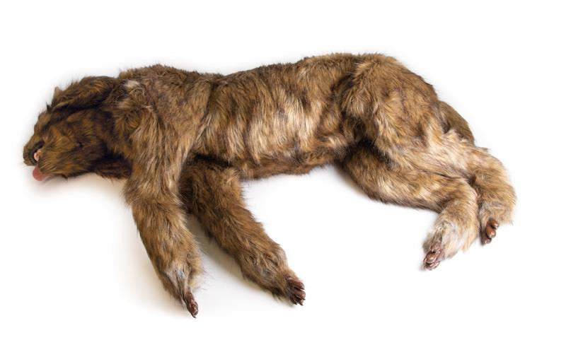 "Rocky" Canine Positioning Manikin