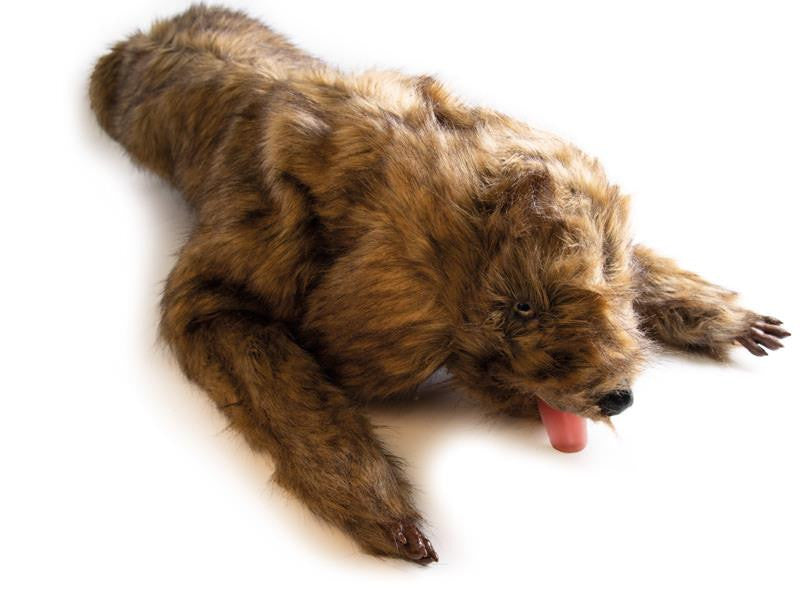 "Rocky" Canine Positioning Manikin