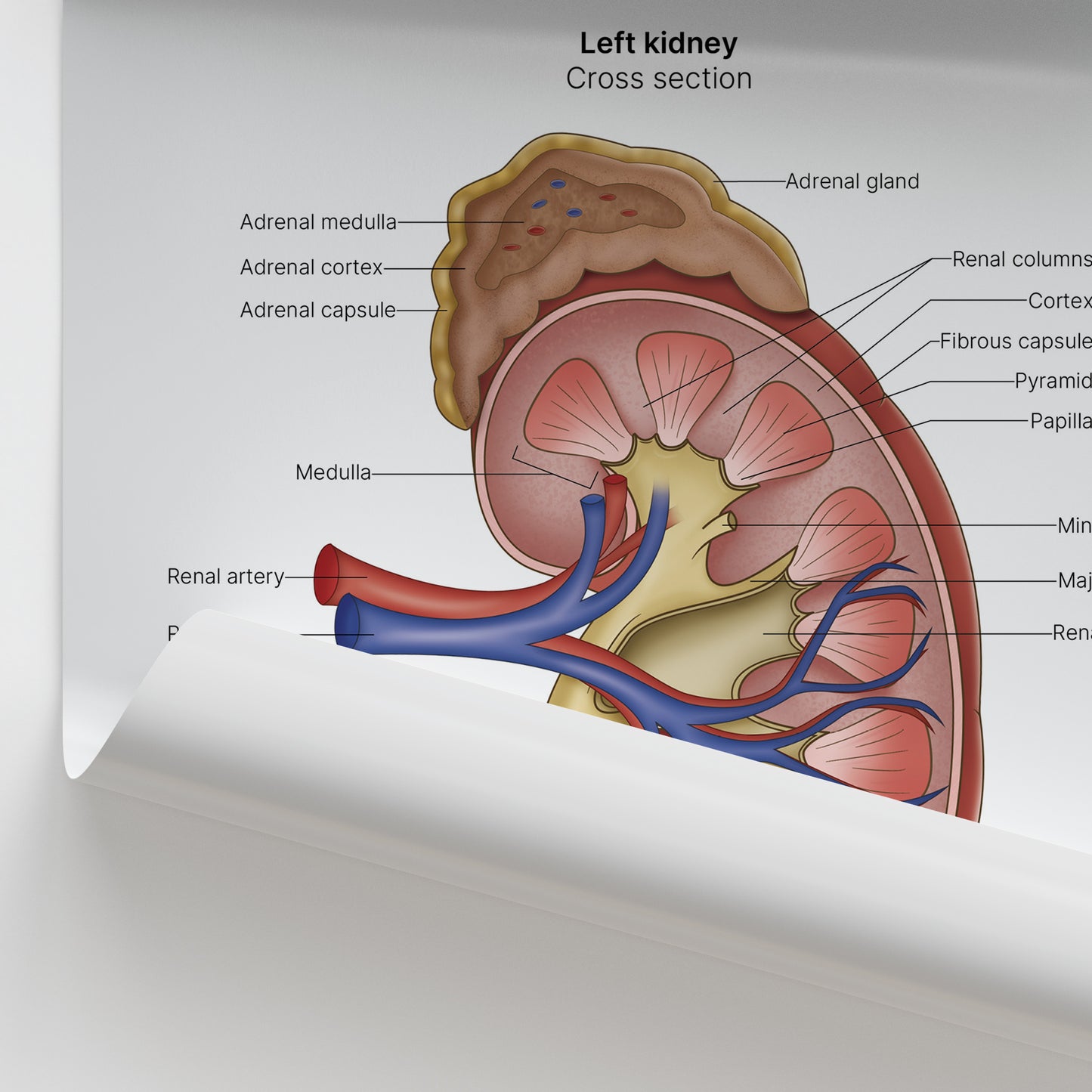 Kidney Anatomy Print (Small 20 x 25 cm)