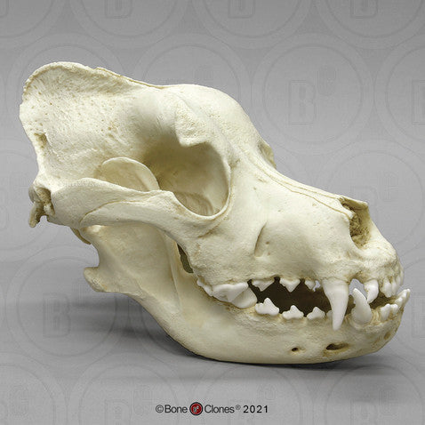 Bone Clones Canine Skulls