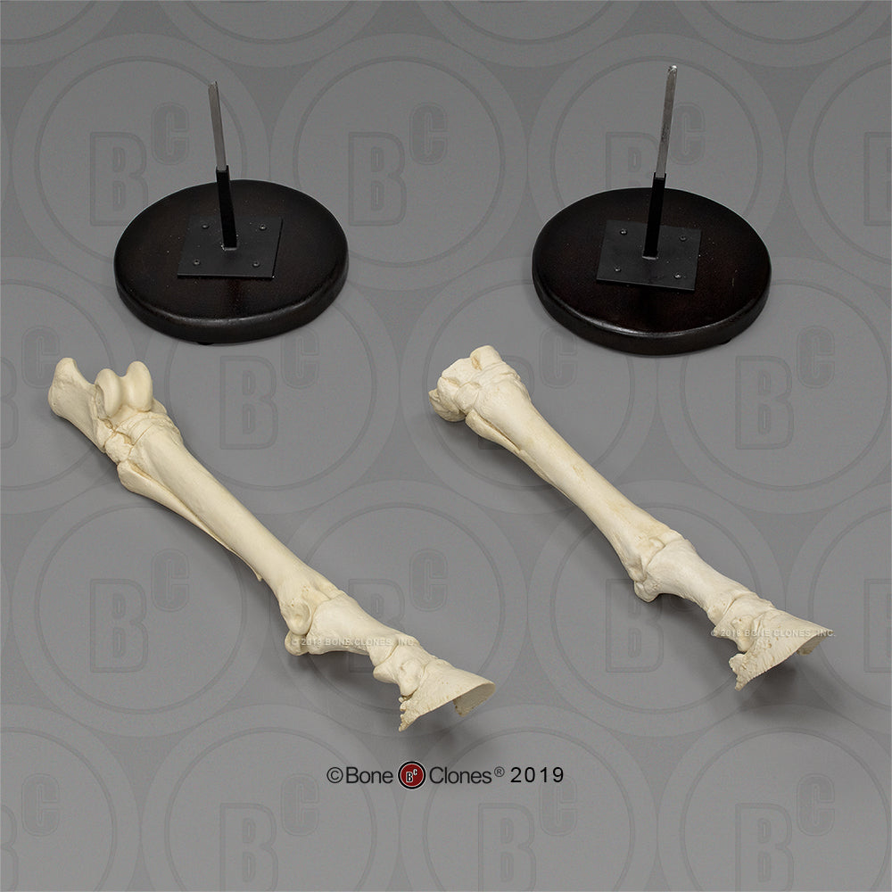 Bone Clones Equine Foot