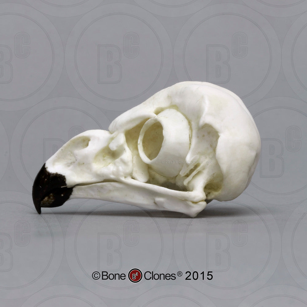 Bone Clones Bird Skulls