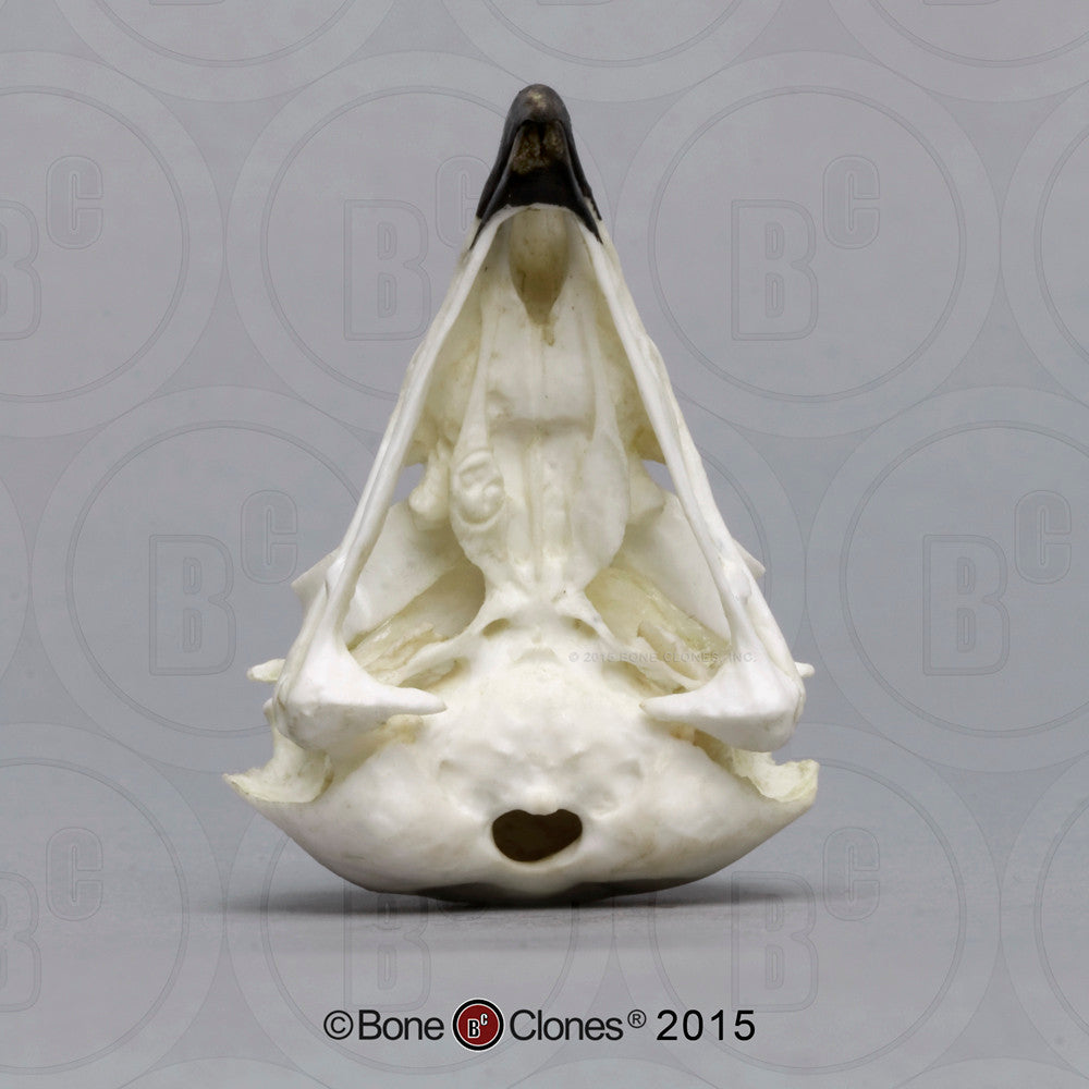 Inferior View of the Short-eared Owl Skull Model