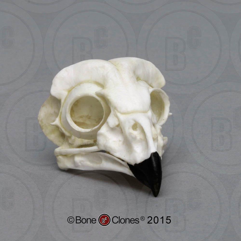 Short-eared Owl Skull Model
