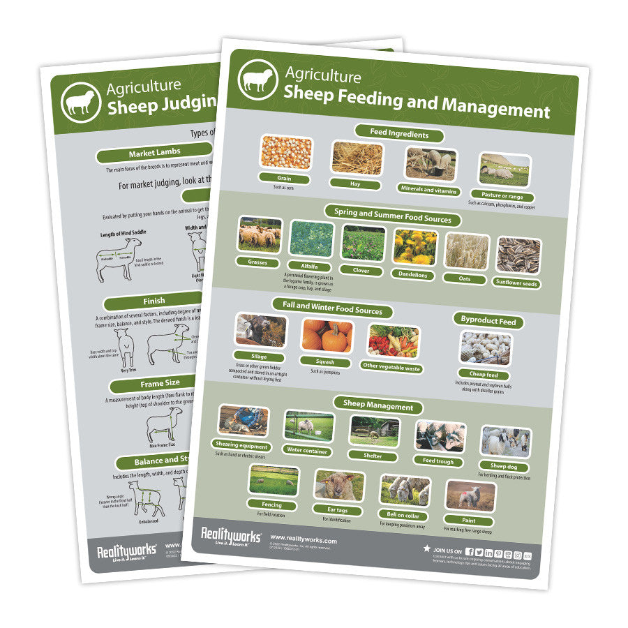 Agriculture Animal Education Kit - Sheep