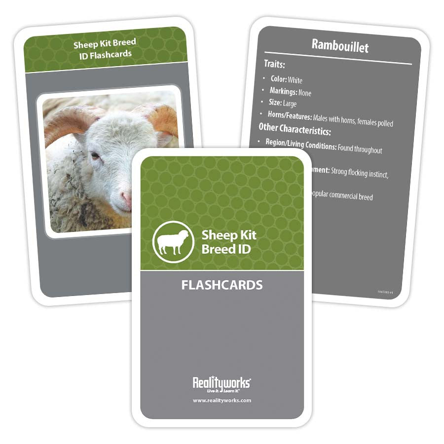 Agriculture Animal Education Kit - Sheep