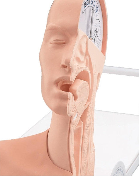 Frontal View of the Swallowing Mechanism Model