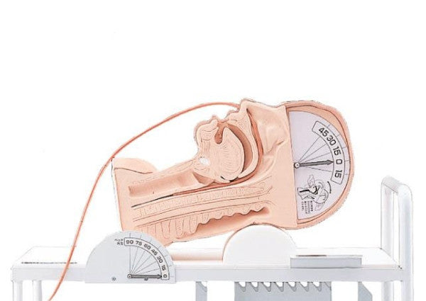 Nasogastric Tube Insertion in the Swallowing Mechanism Model
