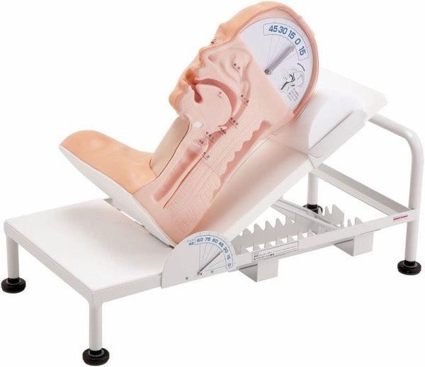 Swallowing Mechanism Model